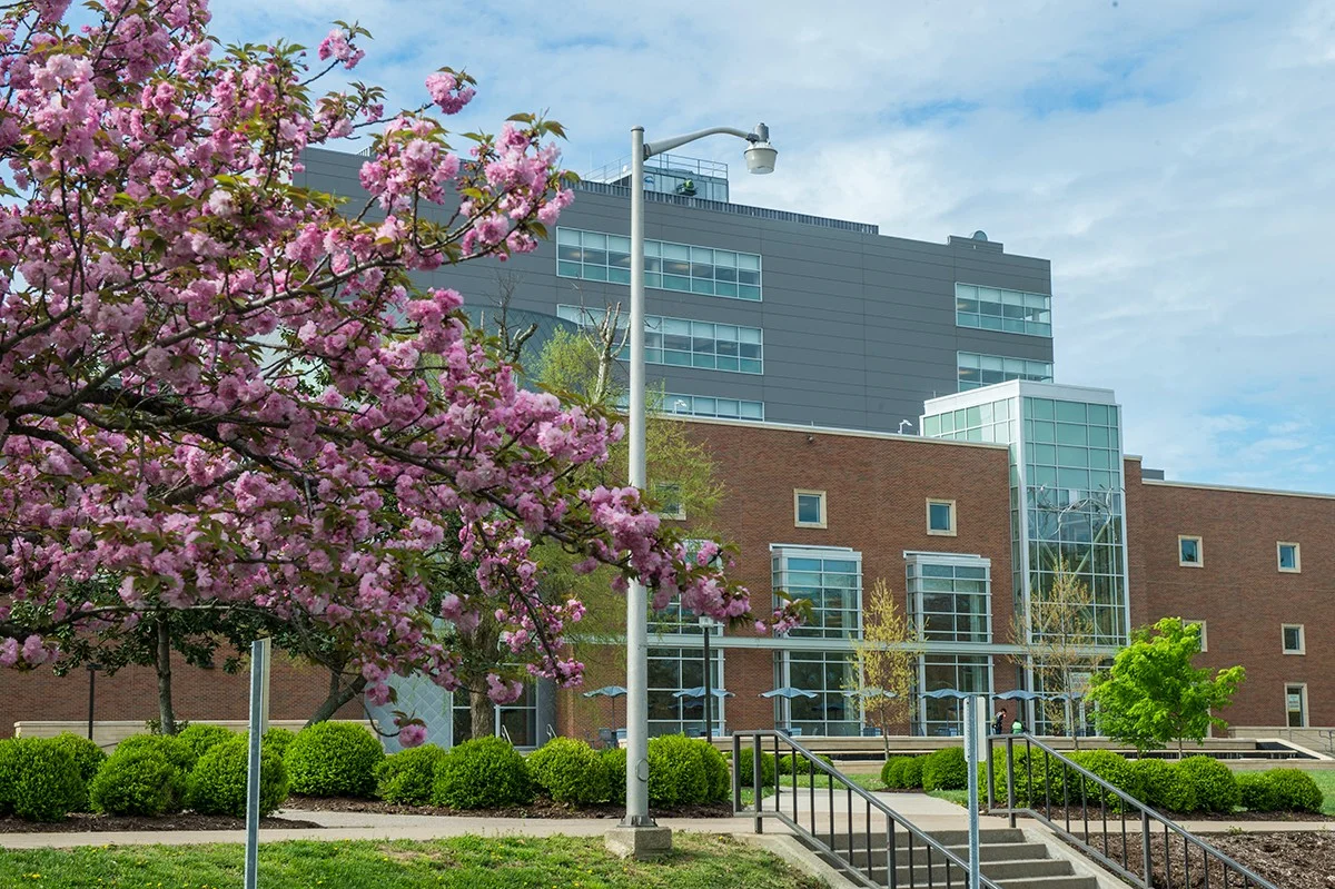 an exterior view of the Morris Library with a tree filled with pink blooms on the Southern Illinois University Carbondale campus