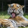 tigercub