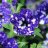 nightskypetunia